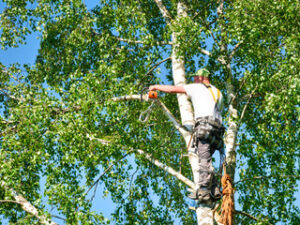 Tree Trimming